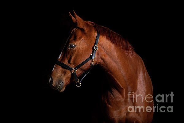 Flame in the Dark by Michelle Wrighton Flame in the Dark by Michelle Wrighton